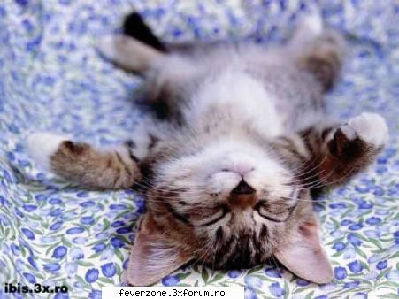 funnny pics! - how sleepy can a kitty be?? - Poze dragutze