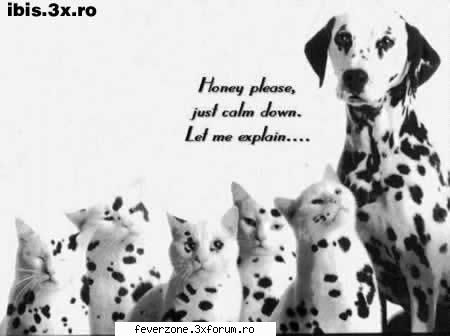 funnny pics! - Acum catzelushi (cik) :D - Poze dragutze